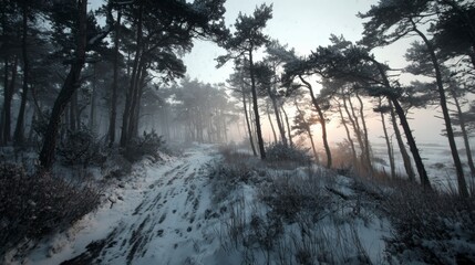 Snowy trail winding through tranquil pine forest, frozen atmosphere.