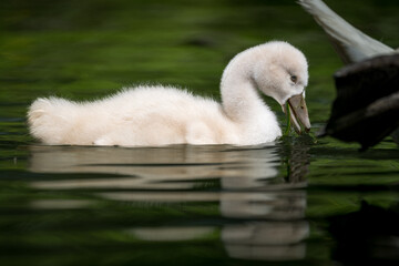 Schwanen K&uuml;cken