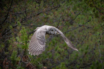 Great grey owl in flight