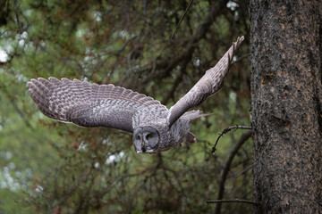 Great grey owl with wings fully extended