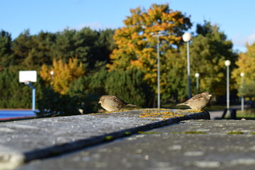 Two House Sparrows Perched on Stone Edge with Autumn Background