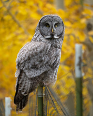 Great grey owl with yellow aspen leaves in the background