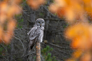 Great grey owl with fall colors