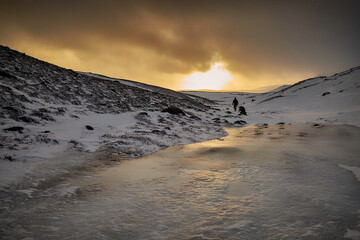 Lovers of polar regions, sled expedition