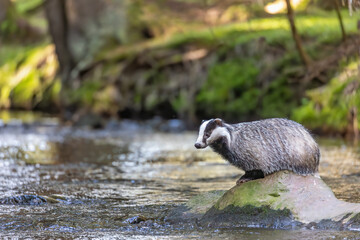European badger is sitting on a stone in the middle of the river. Horizontally.