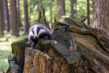 European badger is posing and climbing on an old tree stump in wildlife. Horizontally. 
