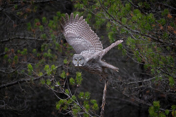 Great Grey owl with wings spread