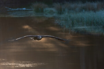 Sea eagle is flying low over a lake illuminated by the rays of the morning sun.Horizontally. 