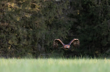 Golden eagle is soaring above a meadow. Horizontally. 