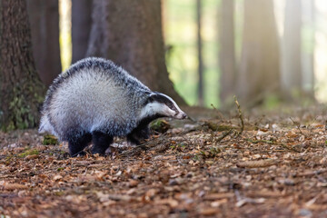 Side view of European badger posing in the forest. Horizontally. 