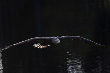 Sea eagle is flying low over a lake. Black background is ready for  your text. Horizontally. 