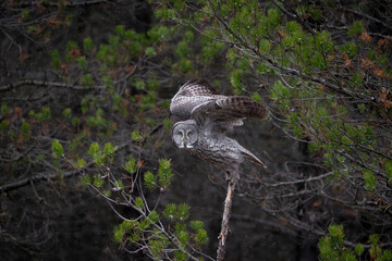 Great grey owl starting to take off from a perch