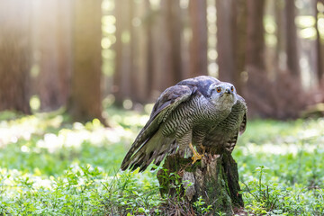 Hawk is sitting on a tree trunk in the forest. Horizontally. 