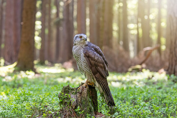 Hawk looking behind oneself is sitting on a tree trunk in the forest.  Horizontally. 