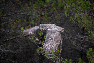 Great grey owl with wings spread