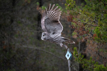 Great Grey Owl taking off from a perch