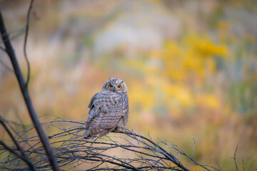 Baby Great Horned Owl on a branch