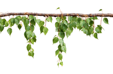 Hanging leaves cascading down a branch