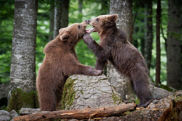 brown bear cubs © Francesco Gambino