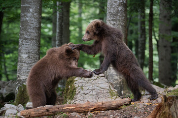 brown bear cubs