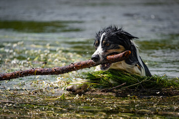 Border Collie beim spielen im Wasser mit einem Stock
