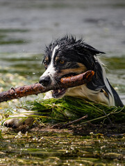 Border Collie beim spielen im Wasser mit einem Stock
