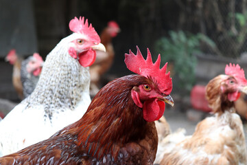 Red rooster and white hen in the chicken coop. Portrait of cockerel on hens background
