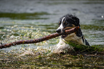 Border Collie beim spielen im Wasser mit einem Stock
