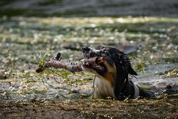 Border Collie beim spielen im Wasser mit einem Stock
