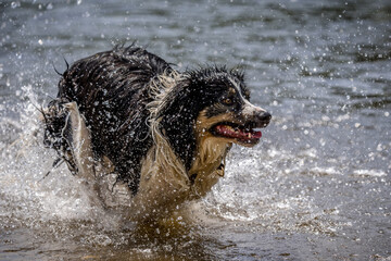 Border Collie  im Wasser 