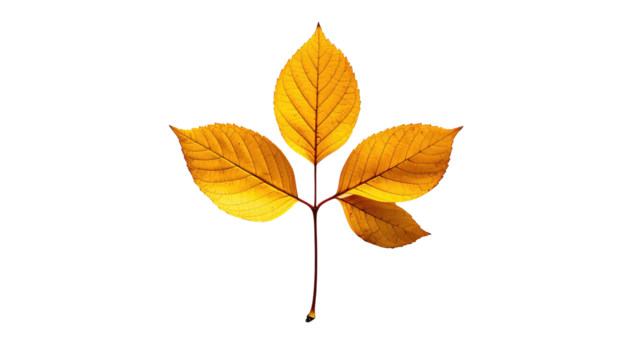 Three golden leaves are presented against a black background; the autumnal colors emphasize its natural origin