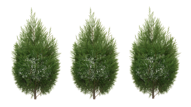 Three Evergreen Trees in a Row on White Background graphic image isolated on a transparent background