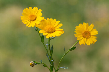 Macrophotographie de fleur sauvage - Chrisanthème des moissons - Glebionis segetum
