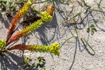 Macrophotographie de fleur sauvage - Euphorbe maritime - Euphorbia paralias
