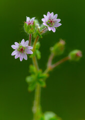 Macrophotographie de fleur sauvage - Géranium à feuilles molles - Geranium molle
