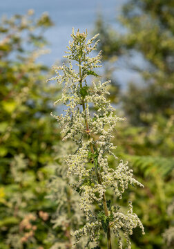 Macrophotographie de fleur sauvage - Grande ortie - Urtica dioica
