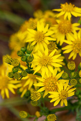 Macrophotographie de fleur sauvage - Seneçon luisant - Senecio squalidus
