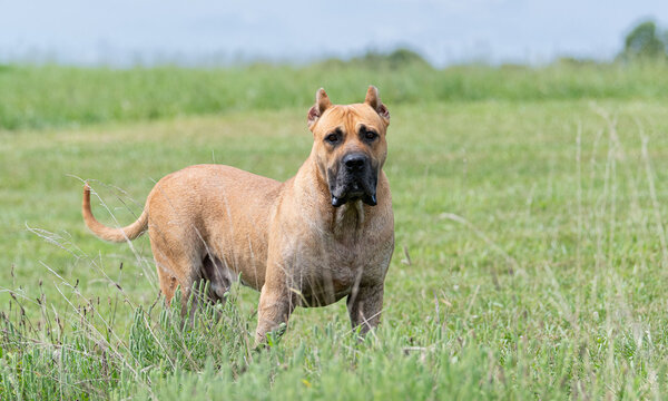 Fawn Presa Canario male