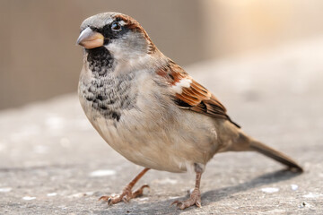 Neugieriger Spatz im Sonnenschein