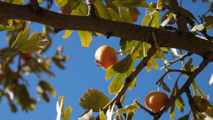 Autumn fruits ripening on wild hawthorn tree
