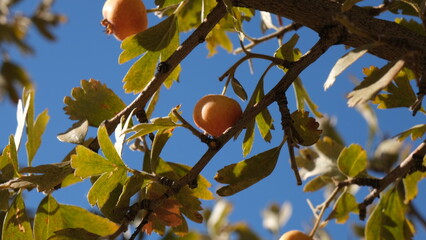 Autumn fruits ripening on wild hawthorn tree