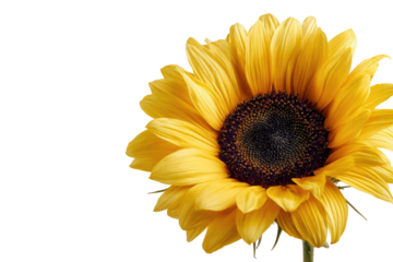 Close-up of a vibrant yellow sunflower against a black background