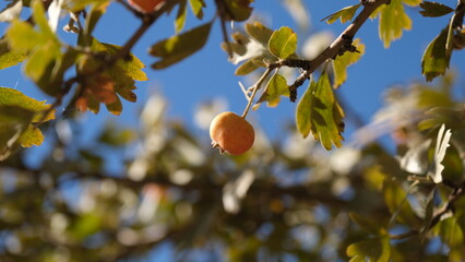 Autumn fruits ripening on wild hawthorn tree