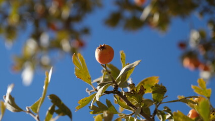 Autumn fruits ripening on wild hawthorn tree