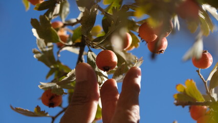 Harvesting autumn berries ripening on the wild hawthorn tree.