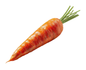 Single fresh orange carrot (1)