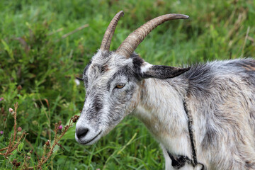 Grey goat portrait on grass background. Horned goat grazing on a green meadow, rural scene