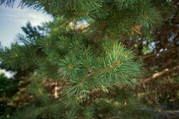 Spruce branches in the garden, the texture of Christmas tree needles.