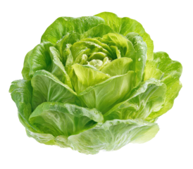 Close-up of a head of crisp, vibrant green lettuce, displaying tightly packed leaves with a rosette shape.  Moisture droplets are visible on the leaves