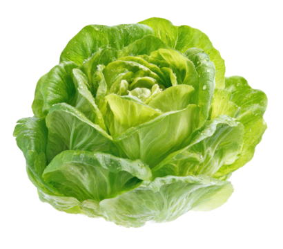 Close-up of a head of crisp, vibrant green lettuce, displaying tightly packed leaves with a rosette shape.  Moisture droplets are visible on the leaves